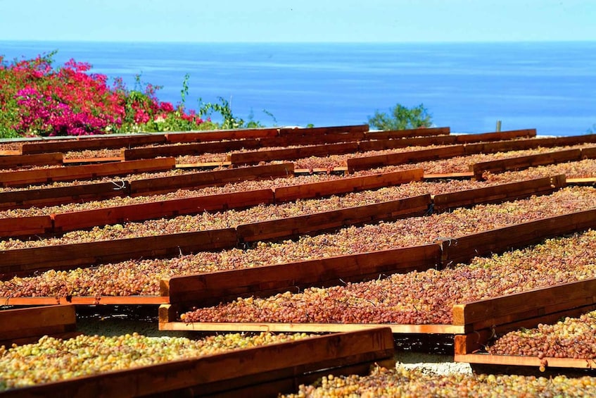 Rows of wooden drying racks filled with grapes, set against a backdrop of a clear blue sky and a body of water. 1