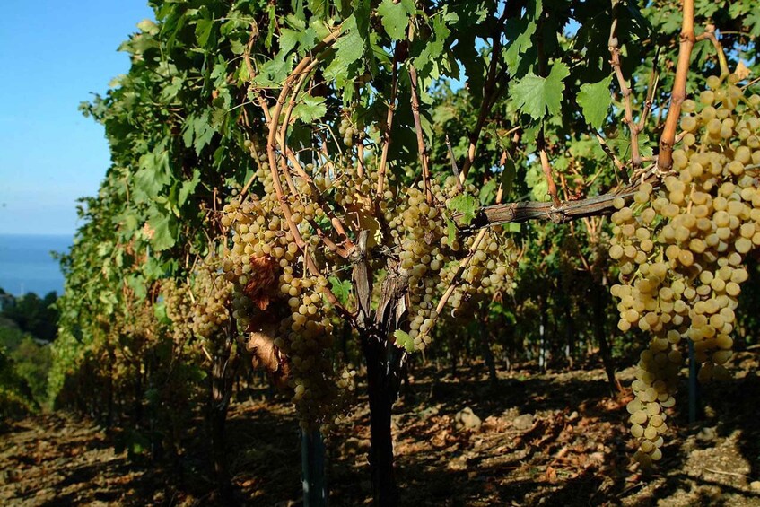 A vineyard with rows of grapevines bearing clusters of unripe grapes. 5
