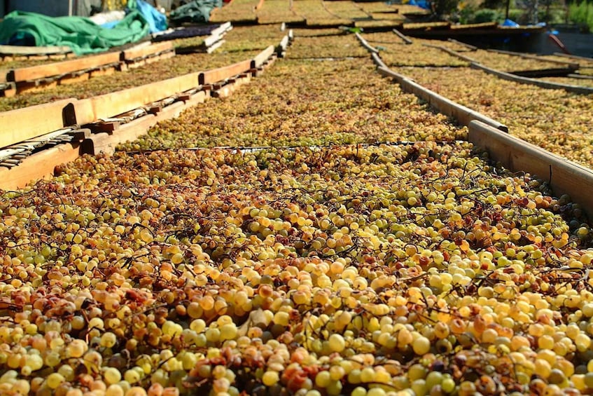 Rows of grapevines laden with clusters of grapes. 3