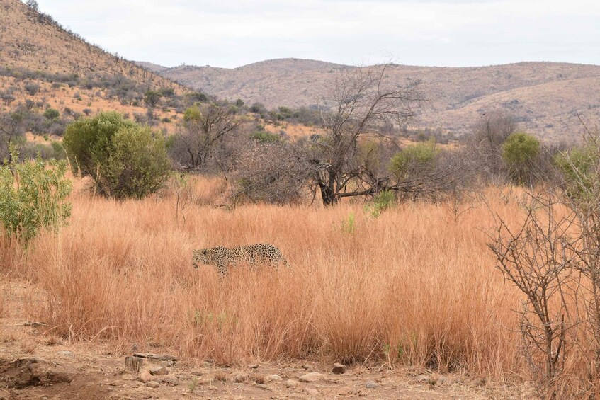 A leopard in a dry grassland with sparse trees and hills in the background. 5