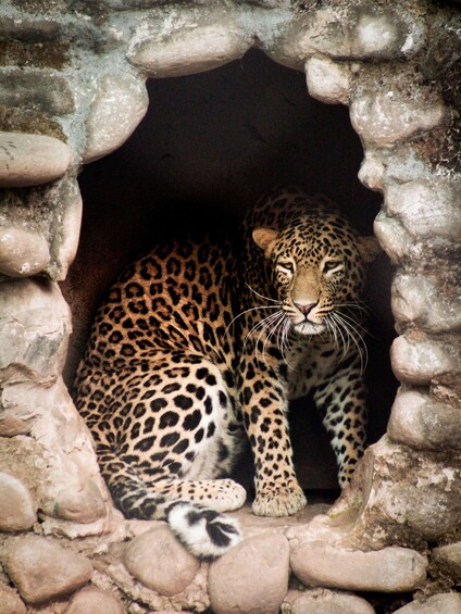 A leopard resting in a rocky enclosure. 3
