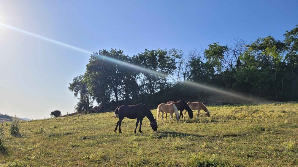 A grassy field with horses grazing, trees in the background, and a clear sky. 2