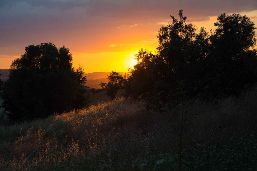 A sunset with the sun partially obscured by trees. 4
