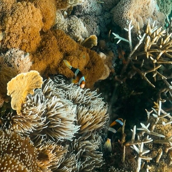 A coral reef with anemones and clownfish. 3