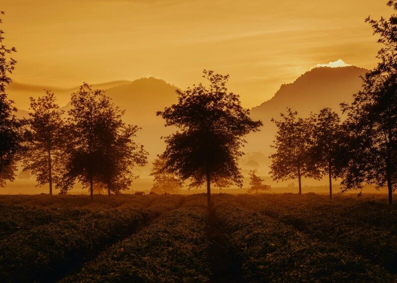 A field of crops with trees in the foreground and mountains in the background during sunset. 2