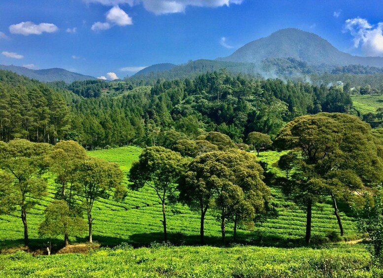 A lush green tea plantation with rolling hills and a mountain in the background. 3