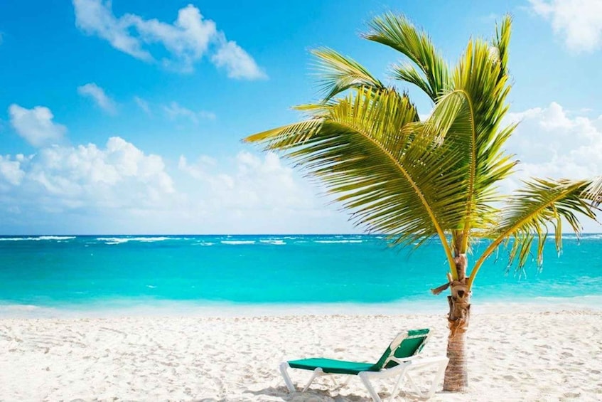 A beach with a palm tree and a green chair. 3