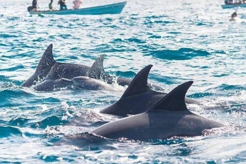 Dolphins swimming in the ocean with a boat in the background. 2