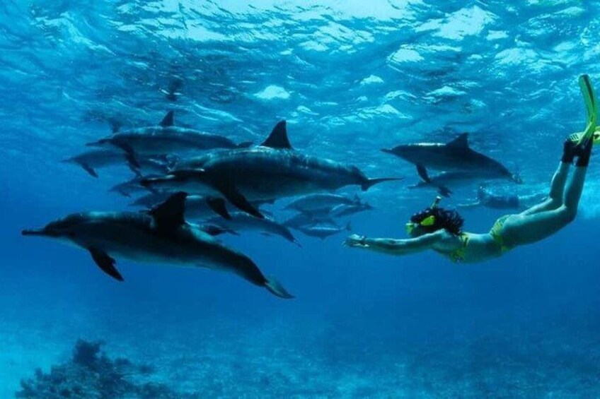 A person swimming with dolphins in clear blue water. 5