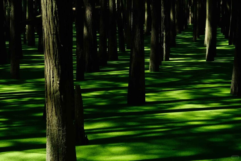 A forest with tall trees casting green shadows on the ground. 4