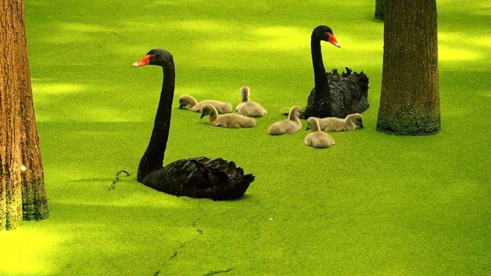 Two black swans and several ducklings on a green lawn. 1