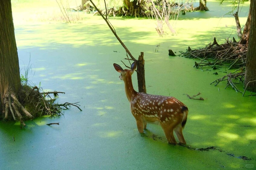 A deer in a swampy area with green water and trees. 3