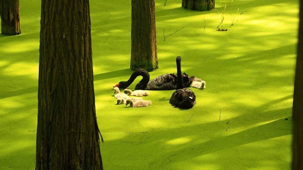 A black swan and its cygnets resting on a green mossy ground surrounded by trees. 2