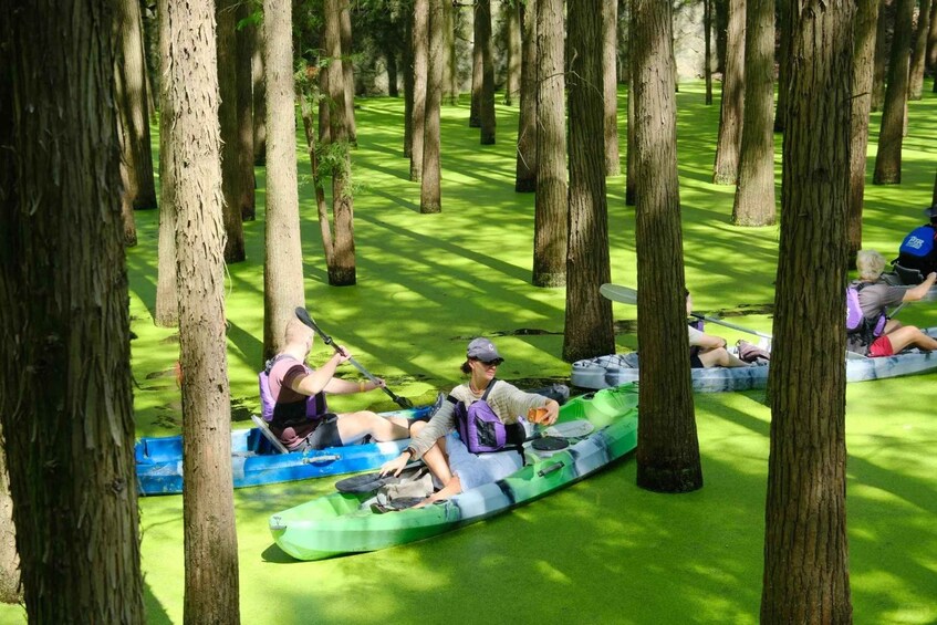 People in kayaks on a green water body surrounded by trees. 5