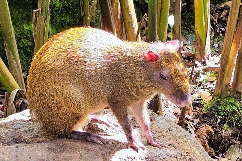 A small, spotted animal with a pink nose and ears standing on a rock. 3