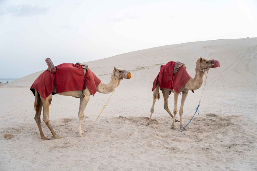 Picture 30 for Activity Doha: Full day Overnight & Day pass in Pvt Desert Beach Camp 5