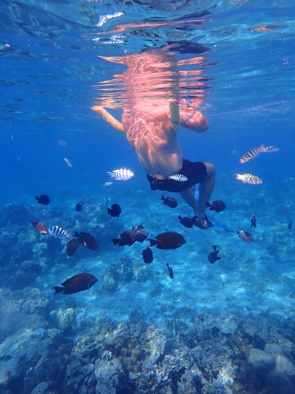 Una persona nuota sott'acqua circondata da diversi pesci. 4