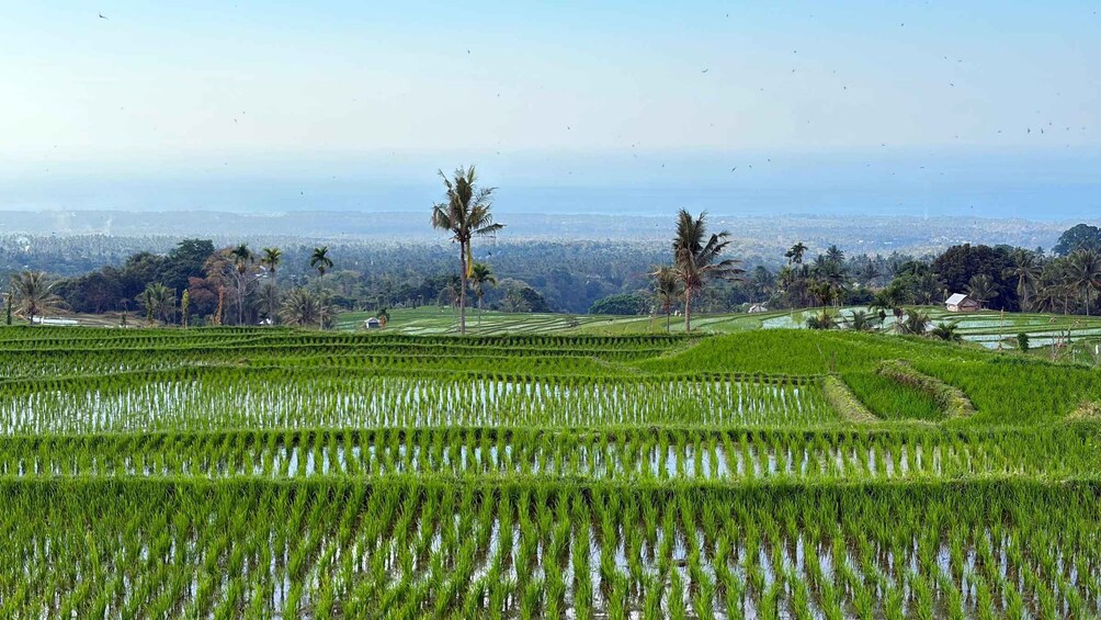 A landscape of terraced rice fields with palm trees and a distant city skyline. 2