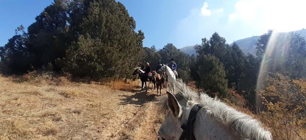 Un gruppo di persone cavalca lungo un sentiero circondato da alberi e montagne. 1