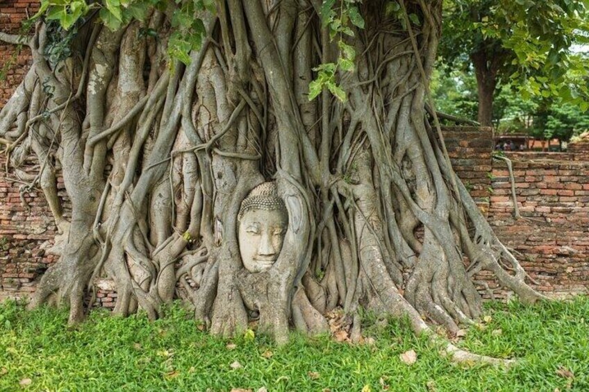 A tree with extensive roots and a carved Buddha head emerging from the trunk. 1