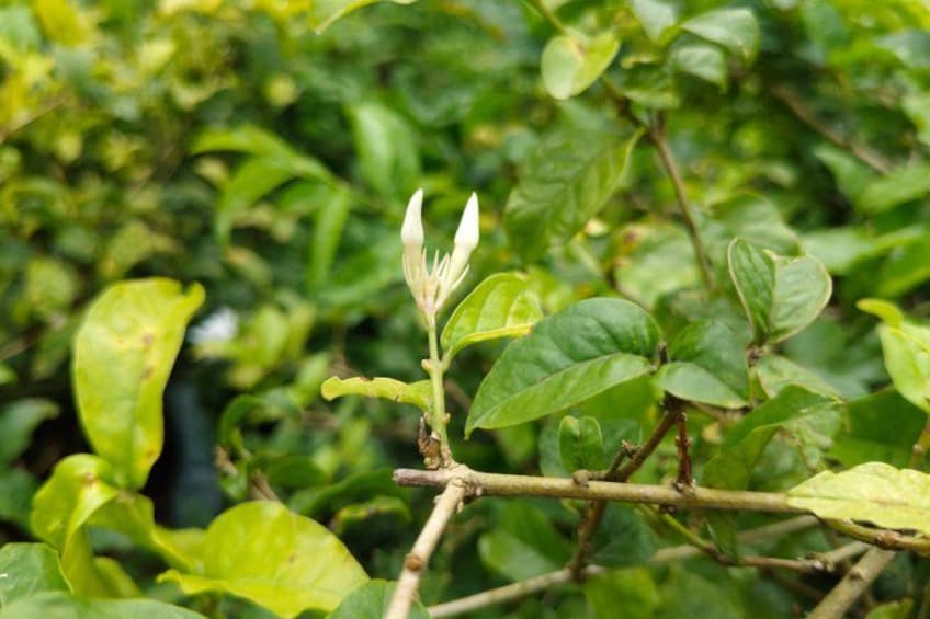 A plant with green leaves and a white flower bud. 5