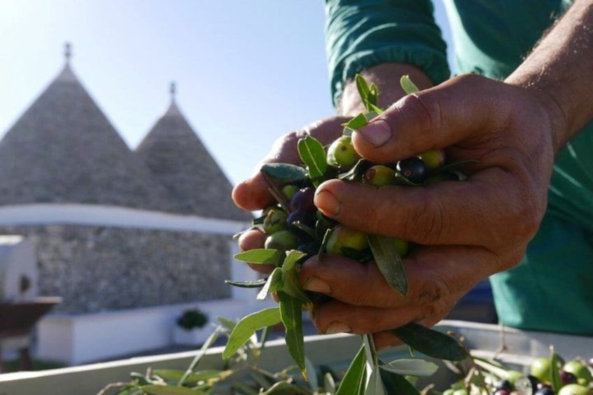 Hands holding olives with a building in the background. 1