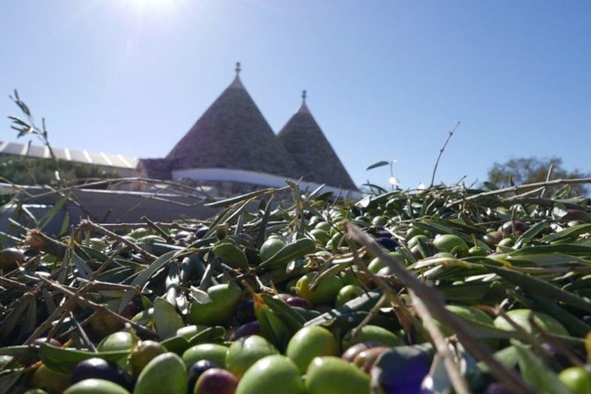 Olives on the ground with a building in the background. 4