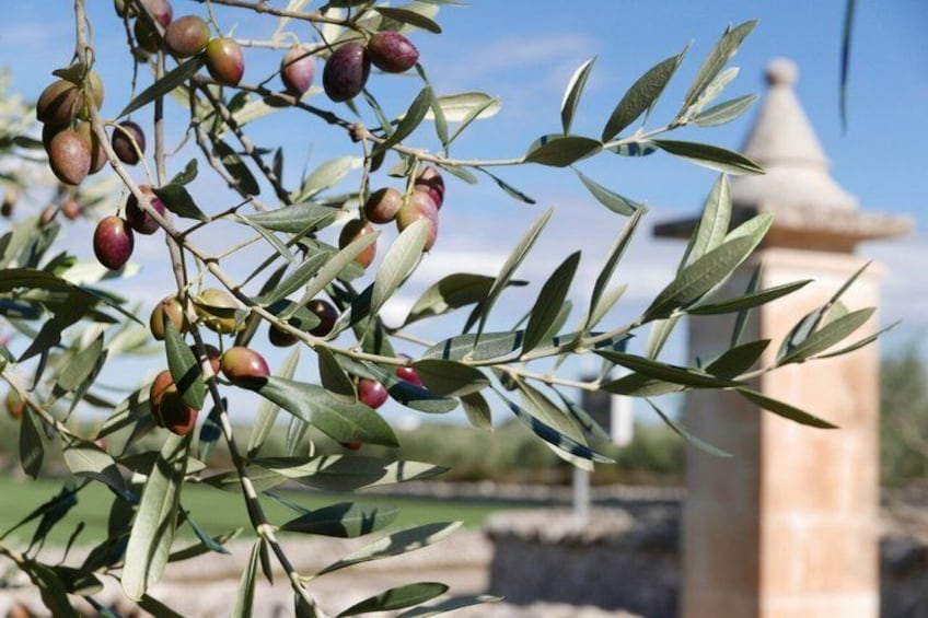 Olive branches with olives, a clear sky, and a distant building. 3