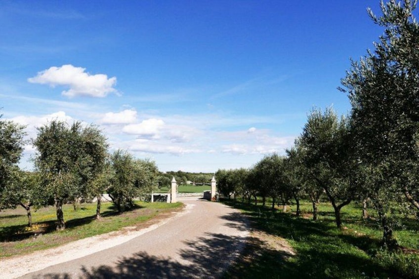 A rural road flanked by olive trees, a white gazebo, and a clear blue sky. 2