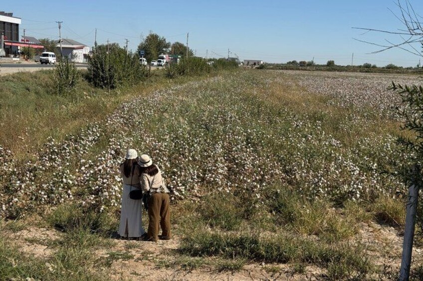 A field of cotton plants with two people standing in the foreground. 2