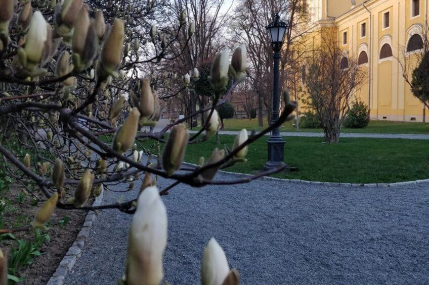 A tree with budding flowers, a paved path, and a building with arches in the background. 4