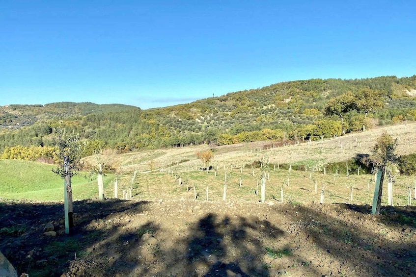 A vineyard with rows of grapevines, a hilly landscape, and a clear blue sky. 5