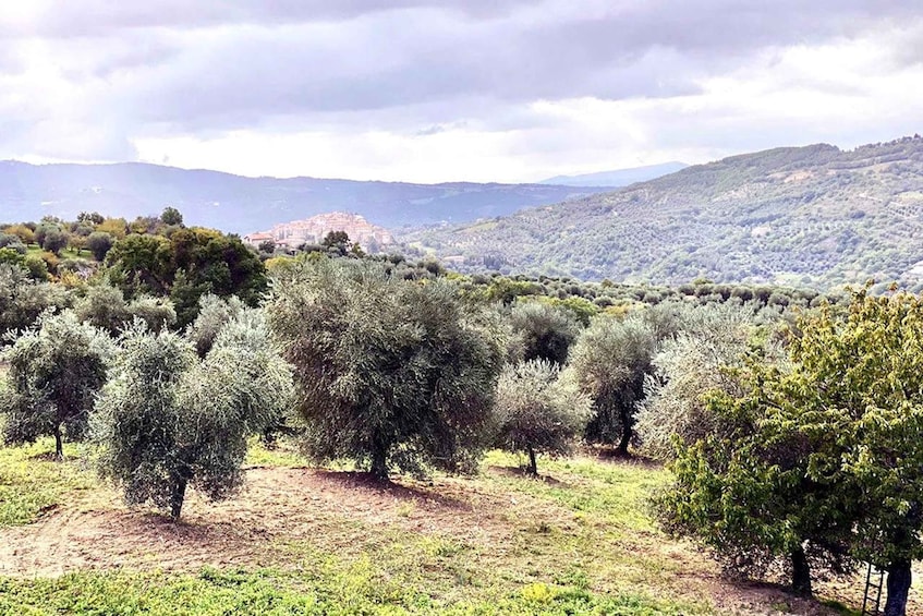 An olive grove with trees and a distant mountain range. 2