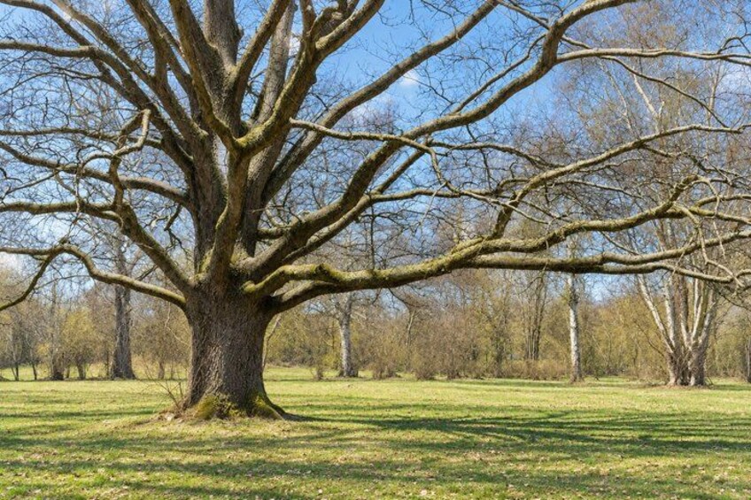 A large, leafless tree with a thick trunk and sprawling branches in a grassy field. 4