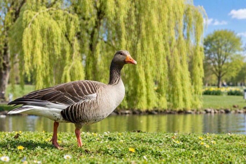 A goose standing on grass near a body of water with willow trees in the background. 5