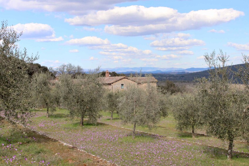 A rural landscape with olive trees, a small building, and a distant mountain range under a partly cloudy sky. 4