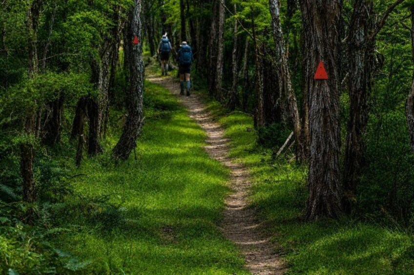 A forest path with hikers and a red warning sign. 4