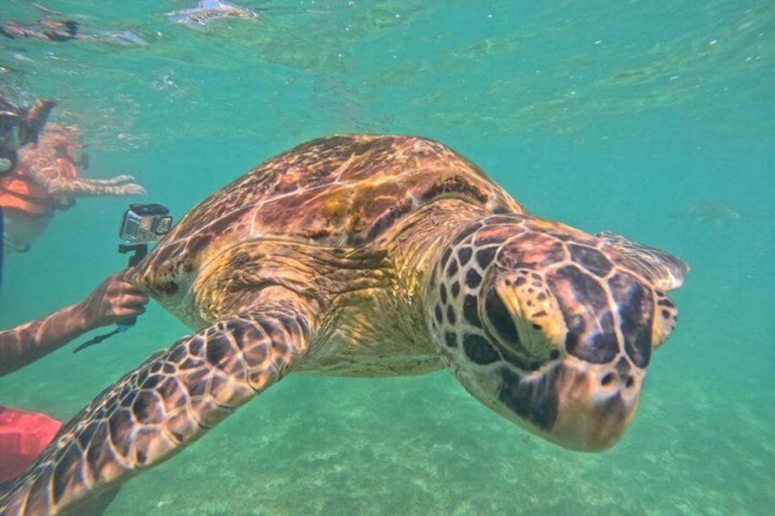 A sea turtle swimming underwater with a diver holding a camera. 5