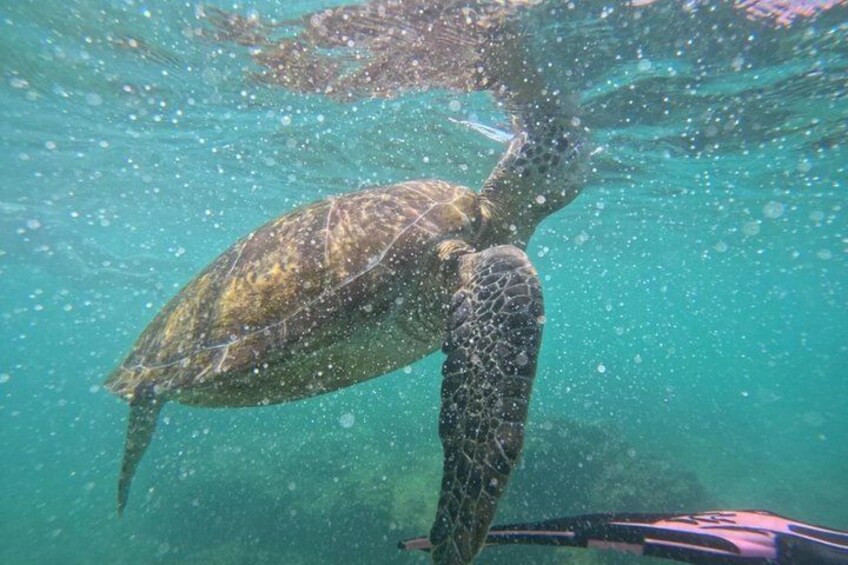 A sea turtle swimming underwater. 1