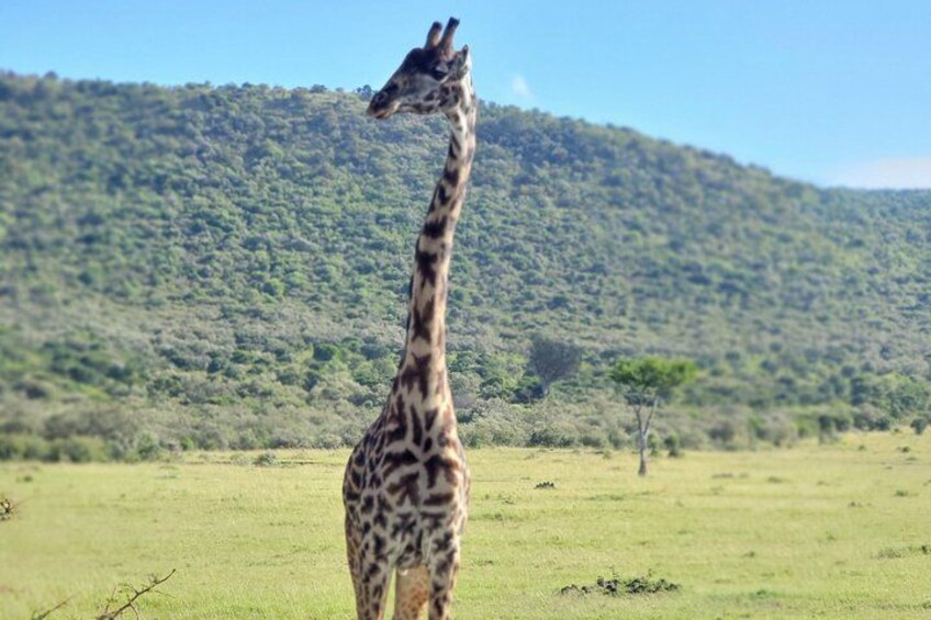 A giraffe standing in a grassy field with a forested hill in the background. 3