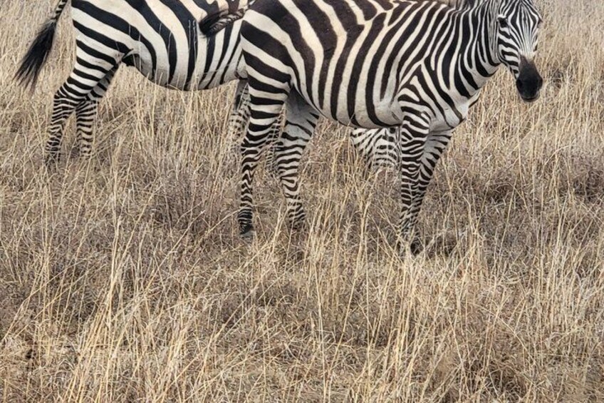 Two zebras standing in a field of dry grass. 3