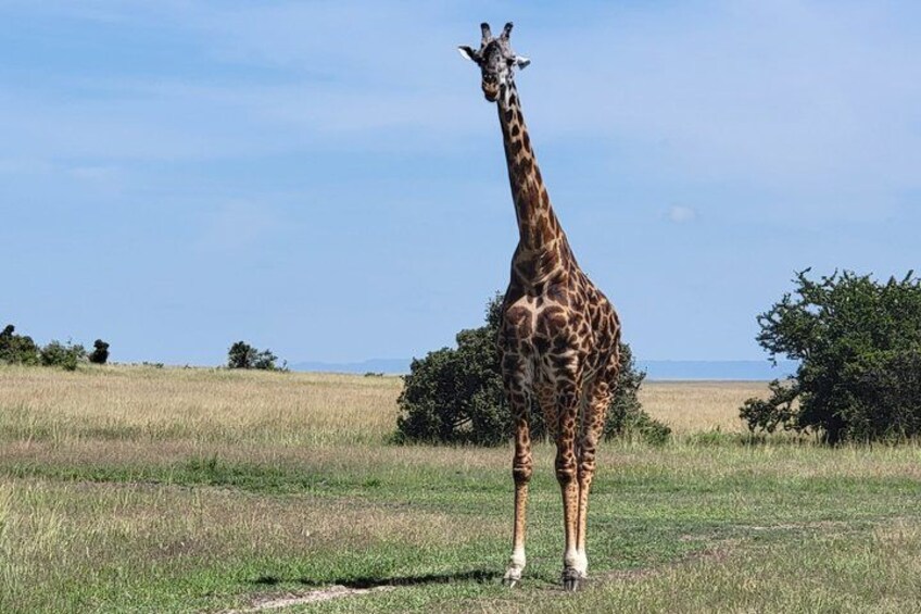 A giraffe standing in a grassy field with trees and a clear sky in the background. 1
