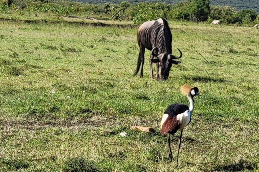 A bird standing in a grassy field with a large animal in the background. 2