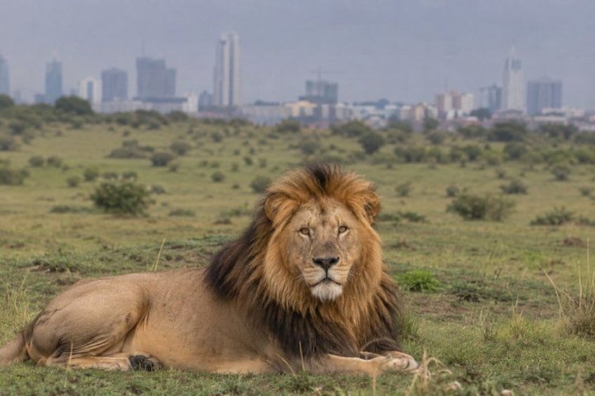 A lion lying in a grassy field with a city skyline in the background. 1