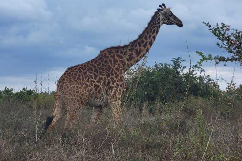 A giraffe walking in a grassy field with trees and bushes in the background. 2