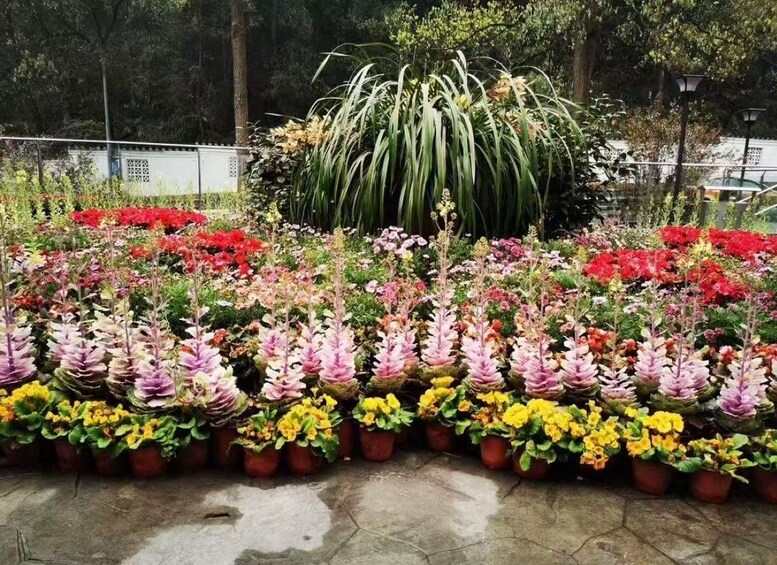 A variety of potted plants and flowers arranged in rows, with a backdrop of trees and a fence. 3