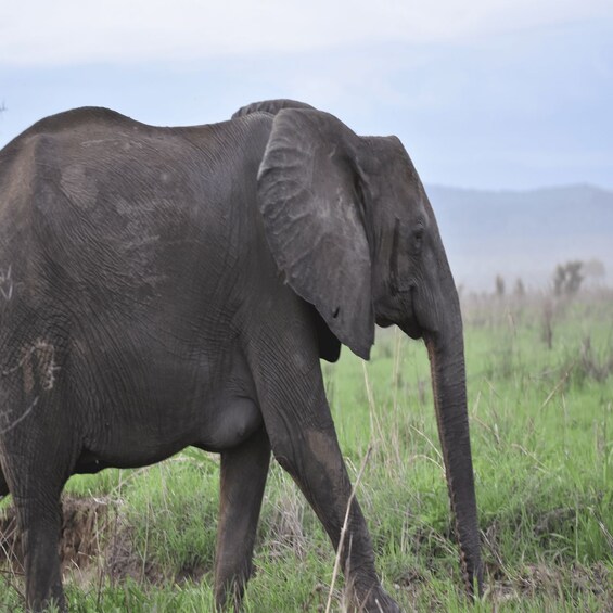 An elephant walking through a grassy field with mountains in the background. 5