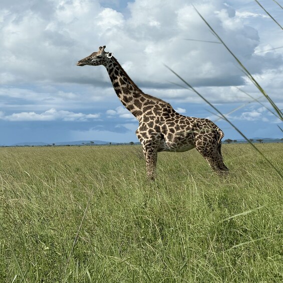 A giraffe standing in a grassy field with a cloudy sky in the background. 1