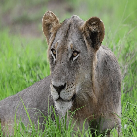 A lion lying in tall grass. 3