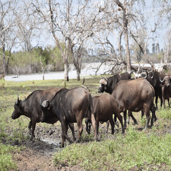 A herd of dark brown cattle with curved horns grazing in a grassy field with trees in the background. 2